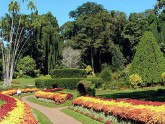 Botanical garden of Peradeniya - Sri Lanka