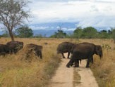 Elephant safari Sri Lanka