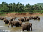 Pinnawela elephant orphanage