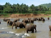 Pinnawela Elephants