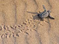 Sea turtles Mirissa Sri Lanka