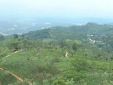 tea field nuwara eliya