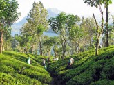 Tea Fields in Sri Lanka