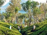 Tea picking Sri Lanka