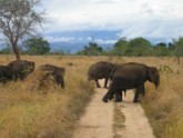 Wasgamuwa National Park