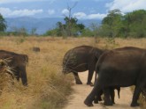 Yala National Park