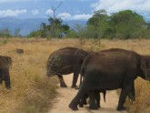 Elephants in Yala National Park - Sri Lanka