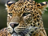 Leopard Park of Wilpattu - Sri Lanka