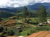 Tea fields Sri Lanka