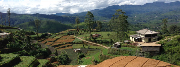 Tea fields Sri Lanka