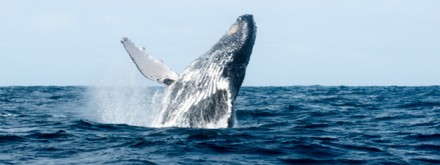 Whale watching Sri Lanka